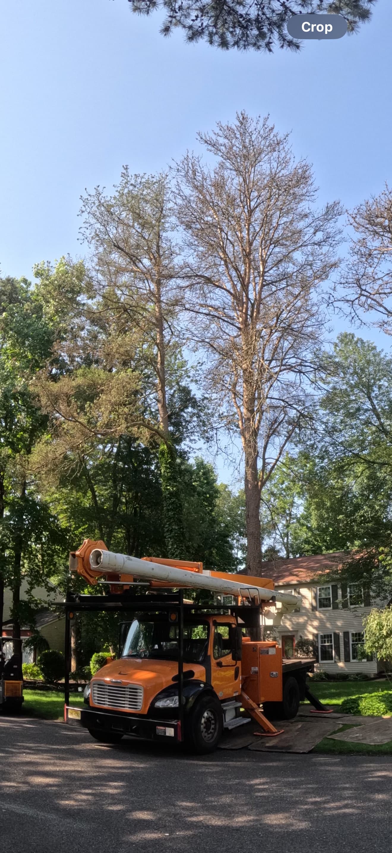 Large tree and bucket truck before removal at a home in Medford, New Jersey