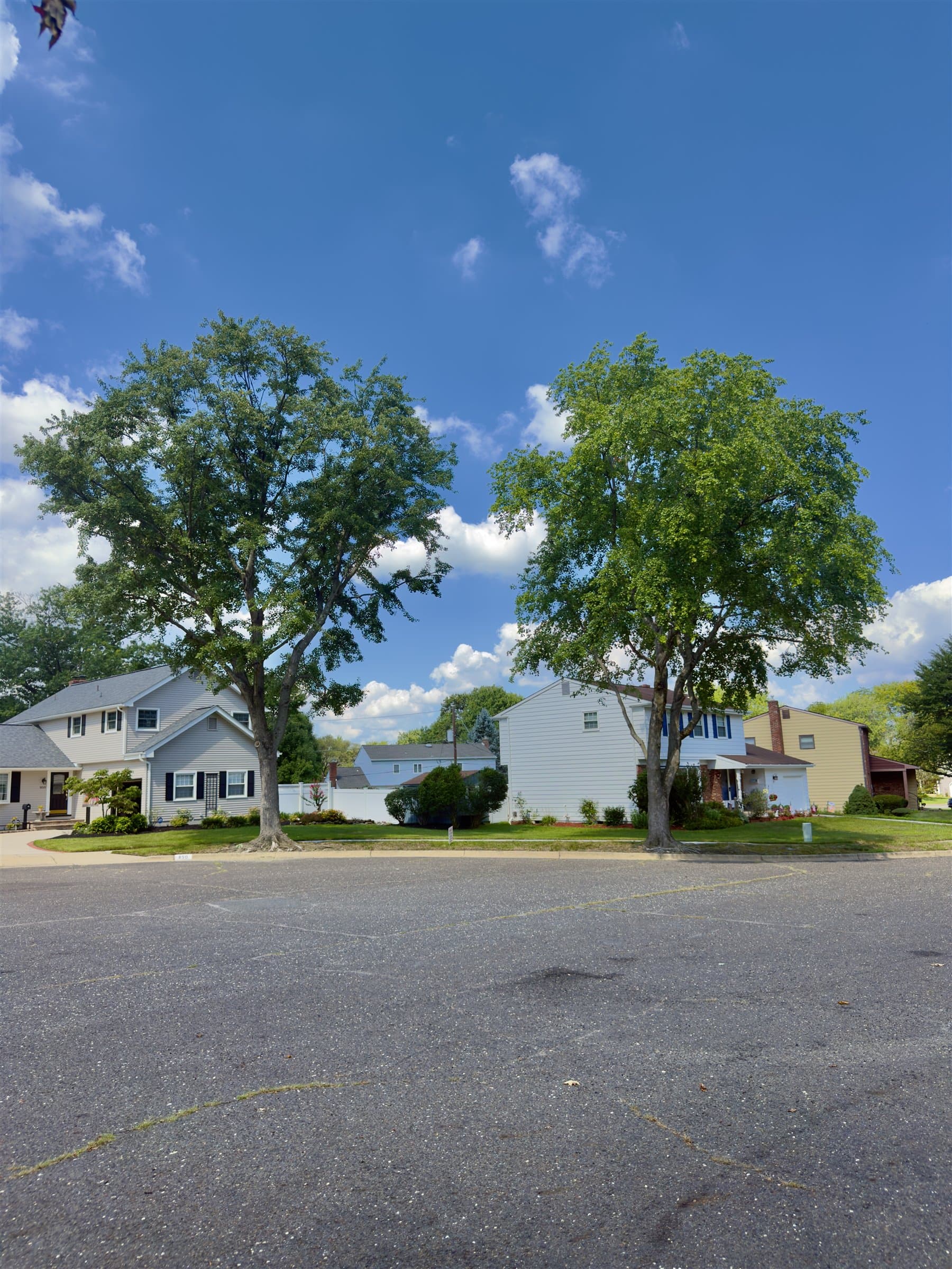 Two maple trees after pruning, shaping, and deadwooding in Mount Laurel, New Jersey